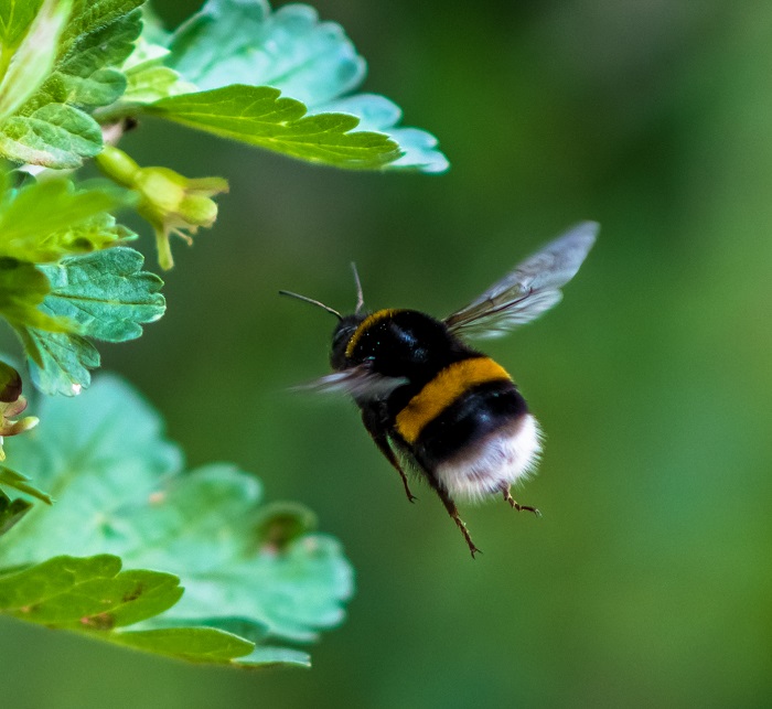 Bee In Flight